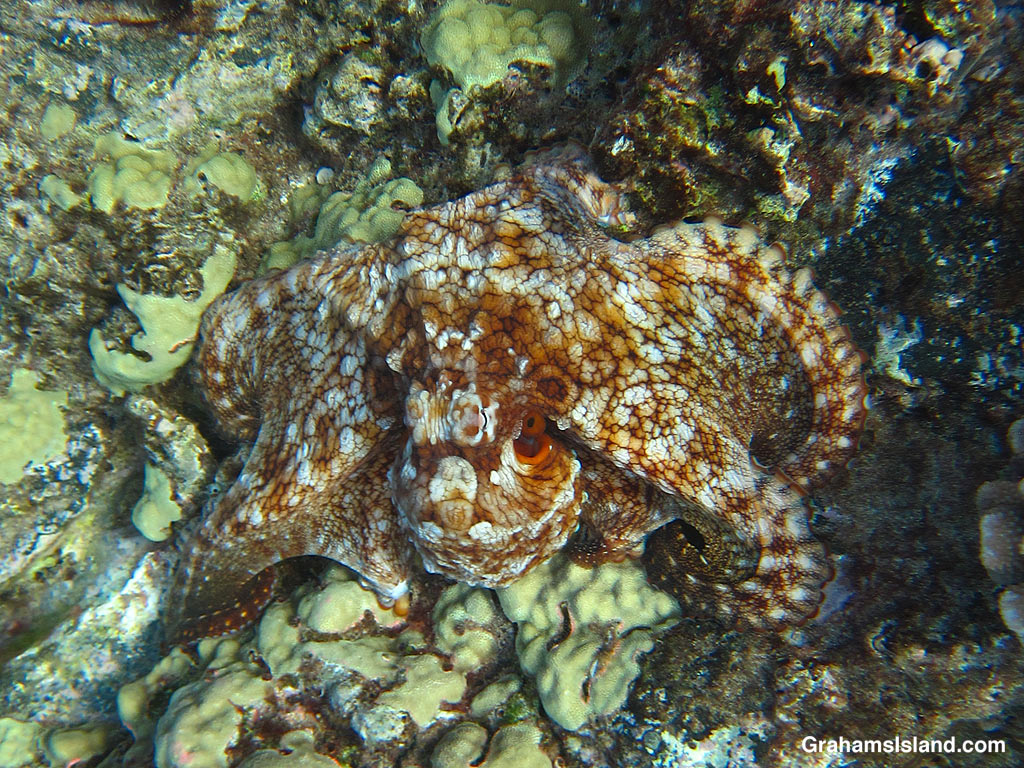 A Pacific Day Octopus in the waters off Hawaii
