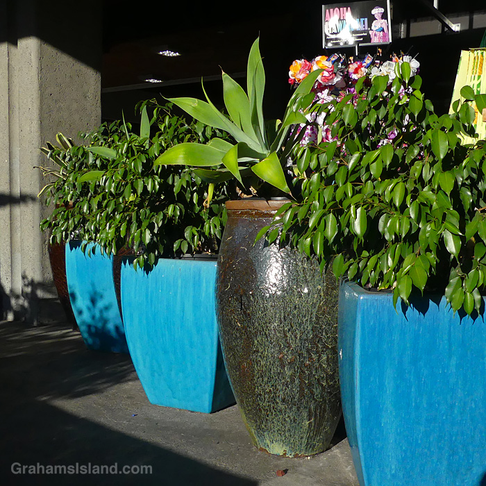 Planters at Kailua Kona Airport, Hawaii