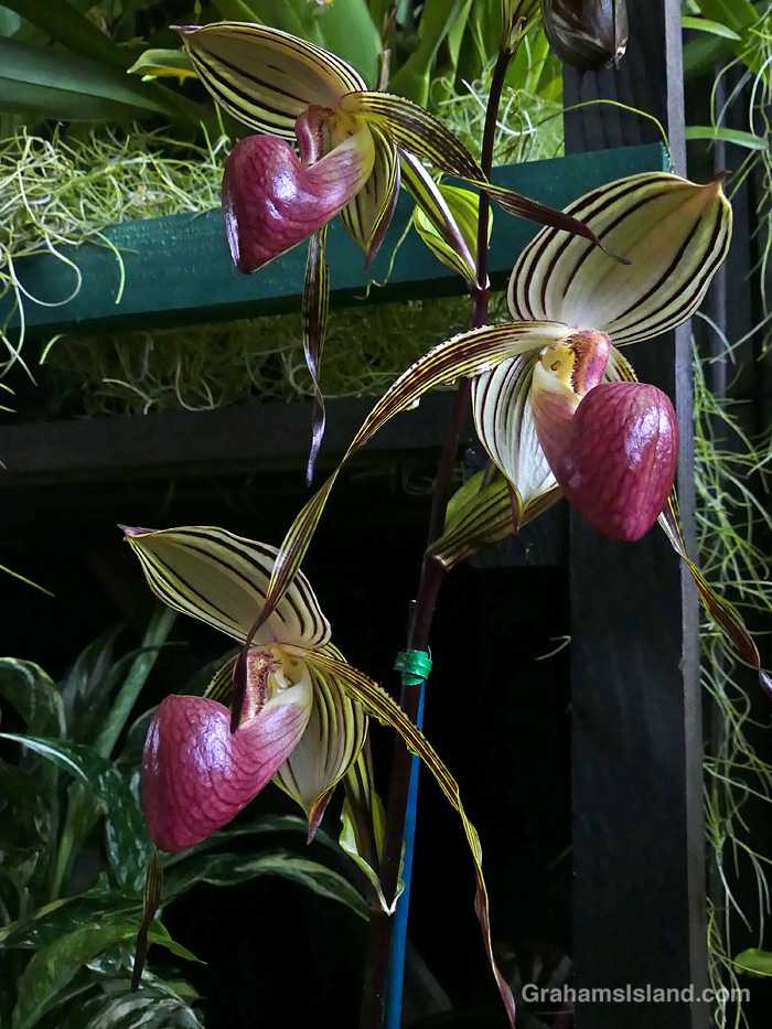 A Rothschild's Slipper orchid at the Hilo Orchid show in Hawaii