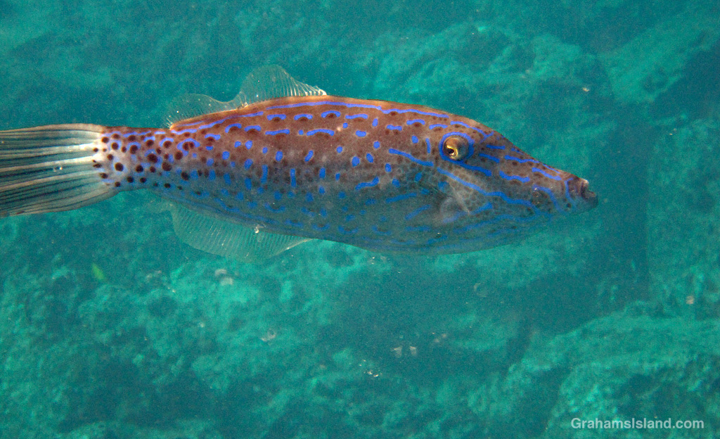 A Scrawled Filefish in the waters off Hawaii