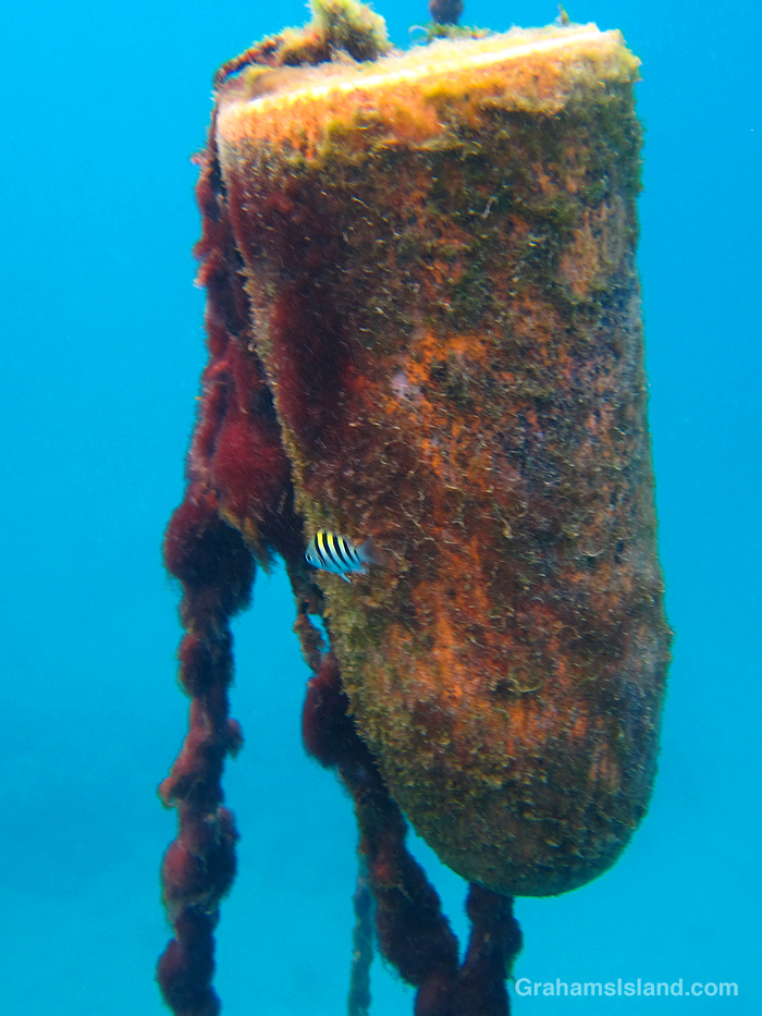 A tiny Sergeantfish shelters by a buoy in Hawaii