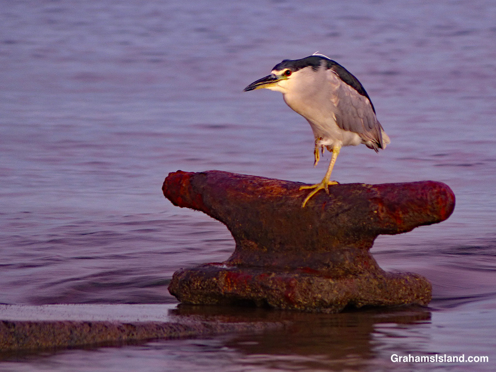 A Black-crowned night heron on a mooring cleat in Hawaii