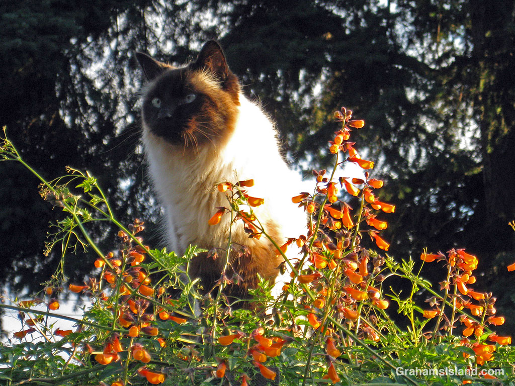 A ragdoll cat in a garden
