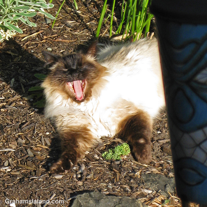 A ragdoll cat in a garden