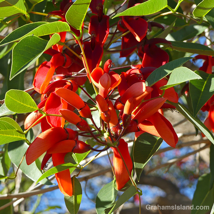 Cockspur Coral Tree flowers in Hawaii