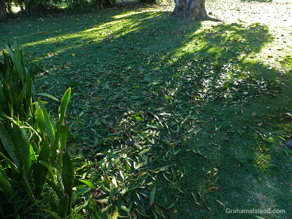 Fallen leaves in Hawaii