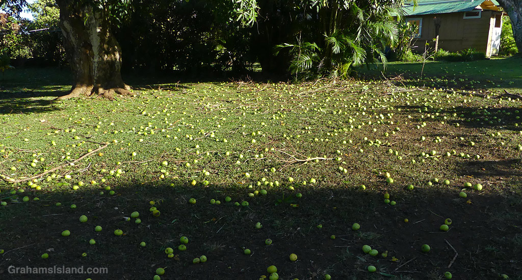 Fallen mangoes in Hawaii