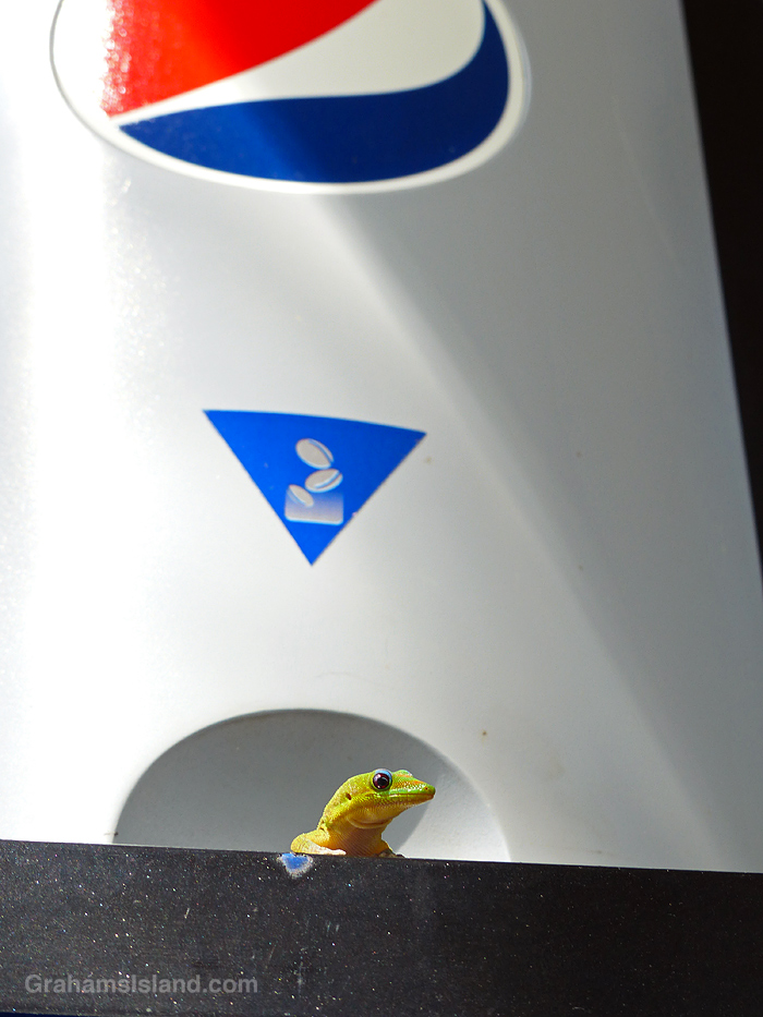A Gold Dust Day Gecko in the coin return slot of a Pepsi machine in Hawaii