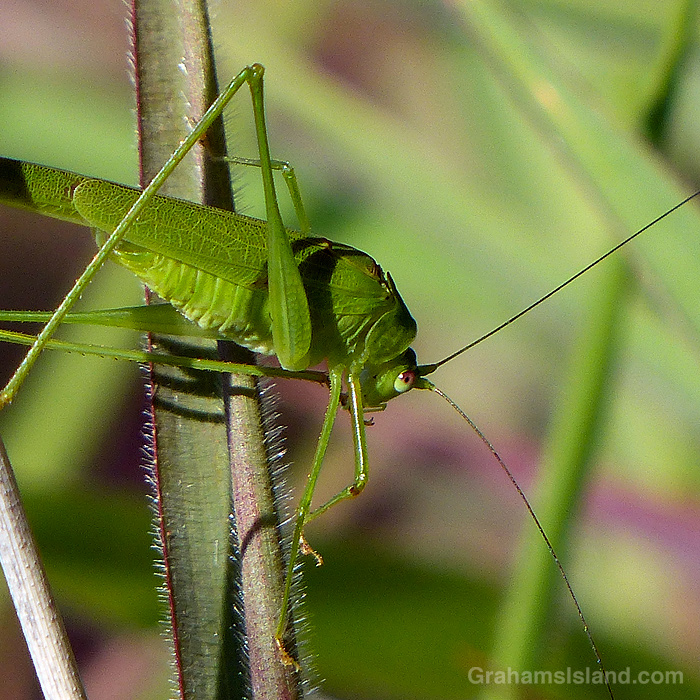 A katydid in Hawaii