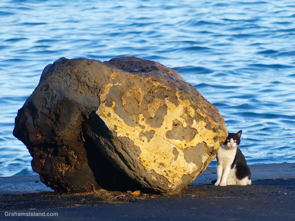 A feral cat at Mahukona Beach Park, Hawaii
