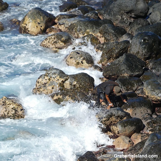 An Opihi picker on the coast of Hawaii