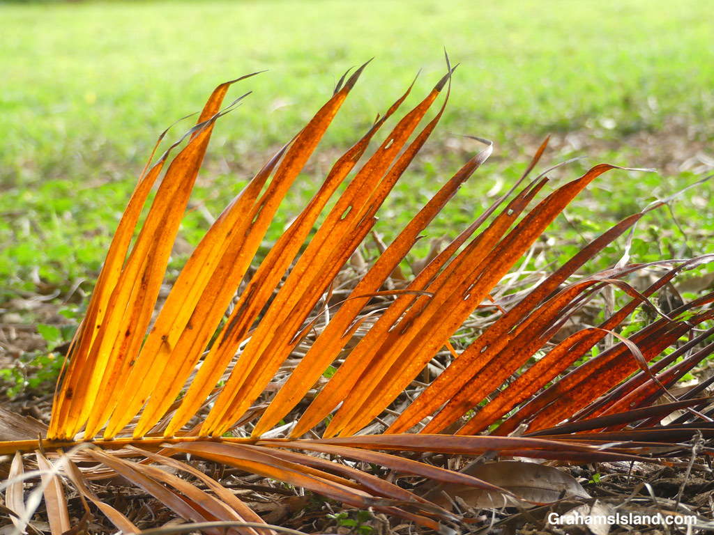 A palm frond illuminated by late afternoon sun in Hawaii