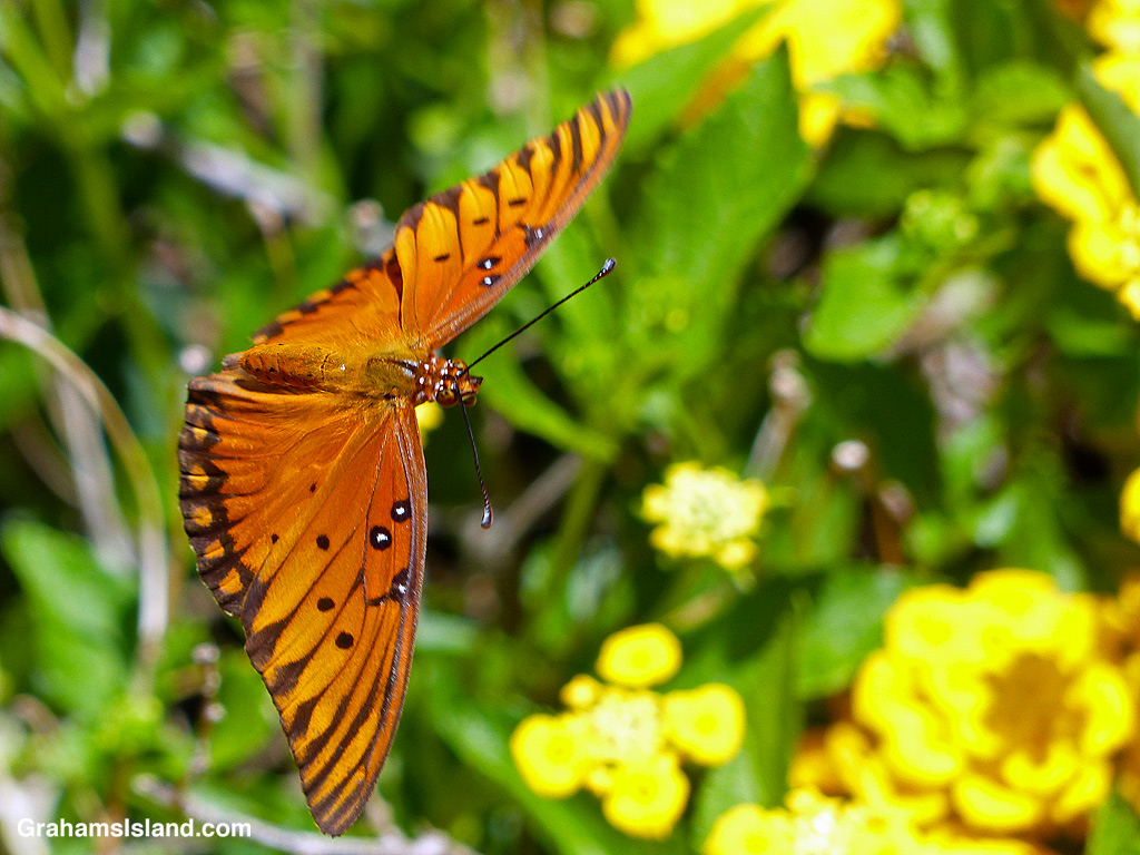 A Passion Vine Butterfly flying to Yellow Lantana flowers in Hawaii