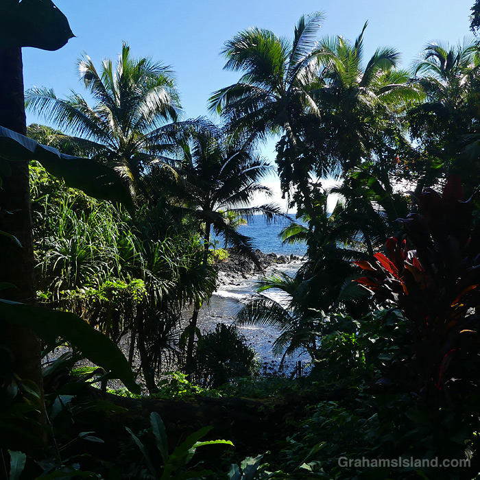 A Peekaboo view of the coast through tropical foliage in Hawaii