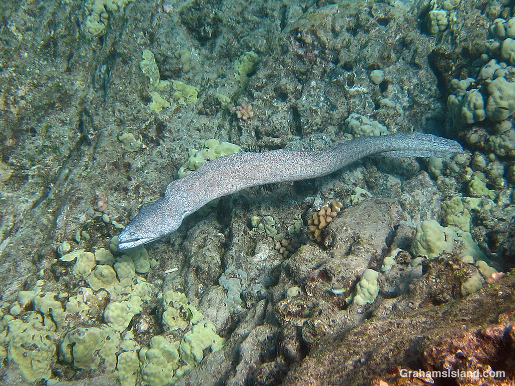 A Peppered Moray Eel swims in the waters off Hawaii