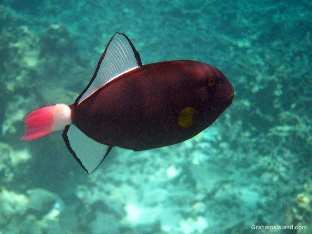A Pinktail Triggerfish in the waters off Hawaii