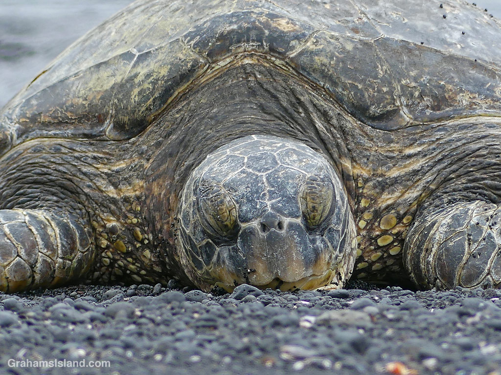 A Green Turtle rests at Punulu'u Beach Park in Hawaii