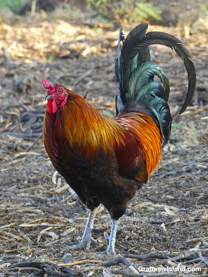 A rooster in Hawaii