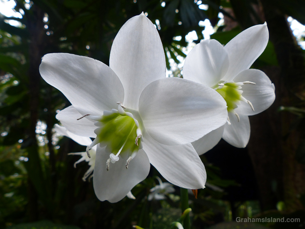 An Amazon Lily in Hawaii
