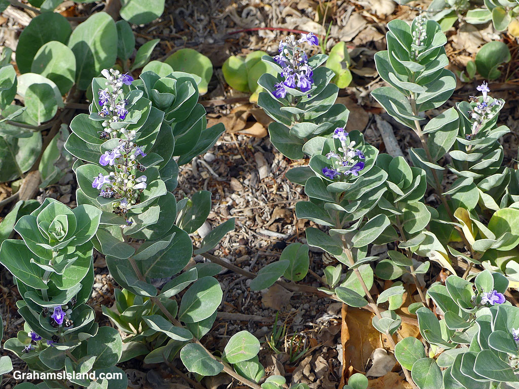 Beach Vitex growing on the shoreline at Kawaihae, Hawaii