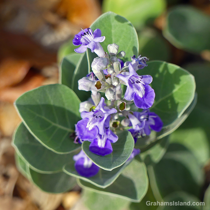 Beach Vitex growing on the shoreline at Kawaihae, Hawaii
