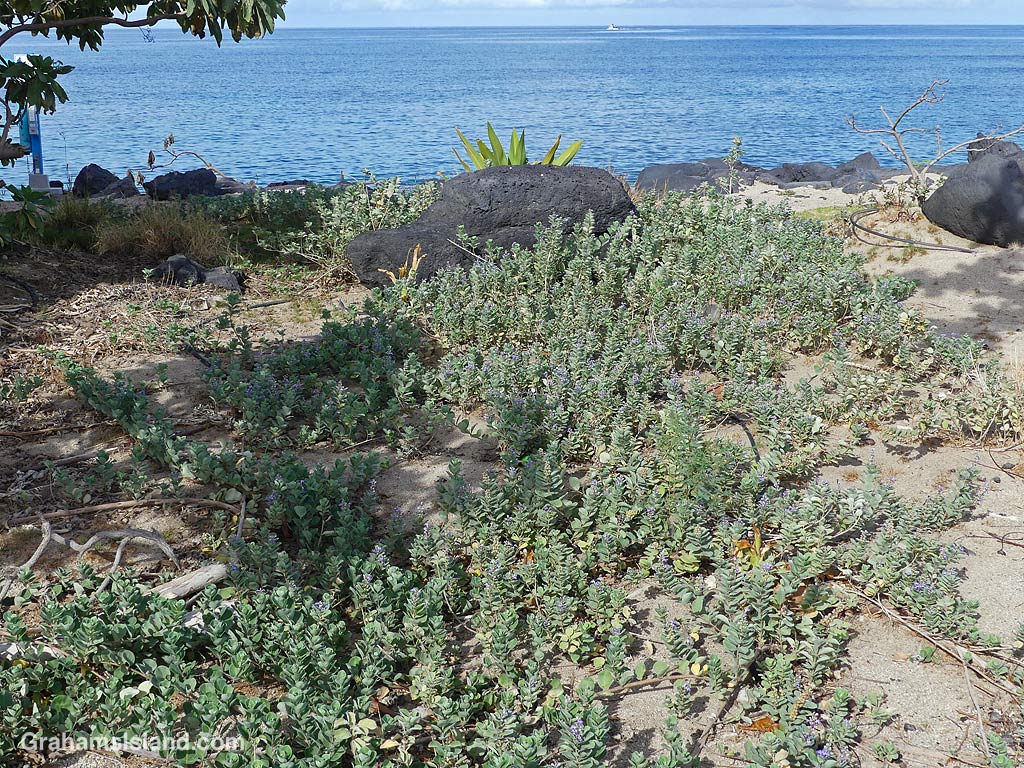 Beach Vitex growing on the shoreline at Kawaihae, Hawaii