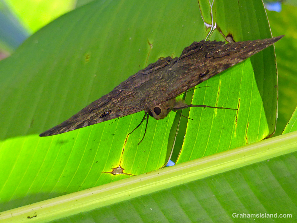 A Black Witch Moth on the underside of a leaf in Hawaii