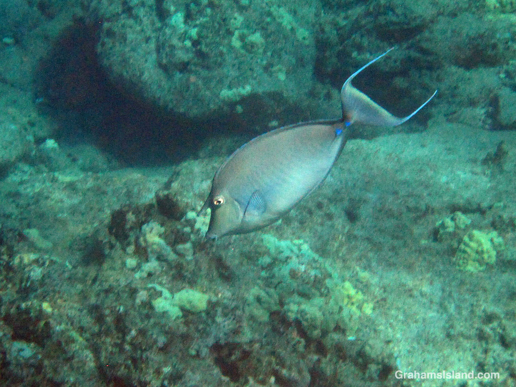 A Bluespine Unicornfish in the waters off Hawaii