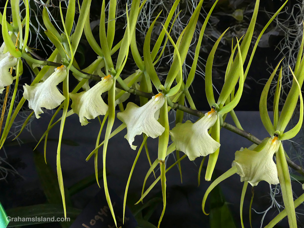 A Brassia Rex 'Waiomao Spotless' orchid at the Hilo Orchid show in Hawaii