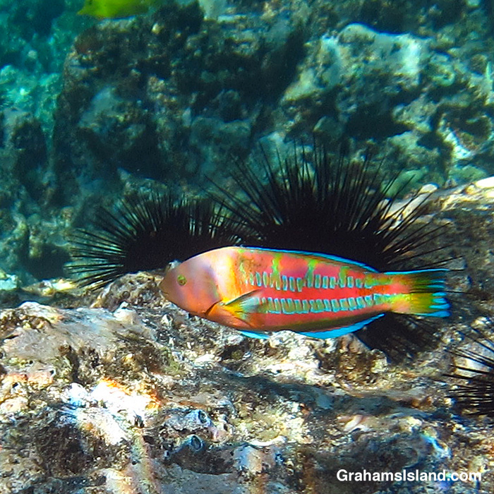 A Christmas Wrasse in the waters off Hawaii