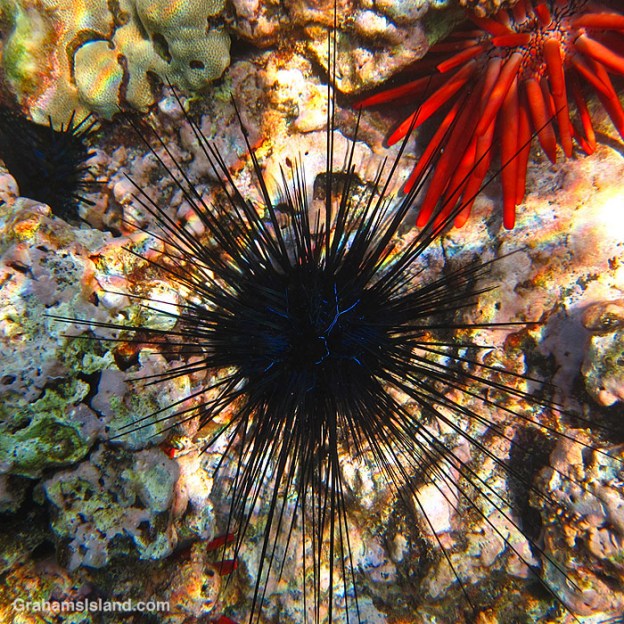 A Diadema savignyi Urchin and red pencil urchin in the waters off Hawaii