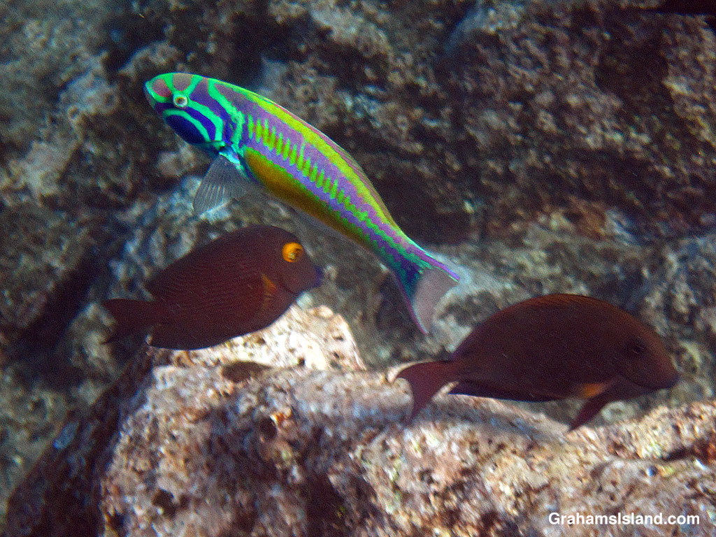 A Fivestripe wrasse adult male in the waters off Hawaii