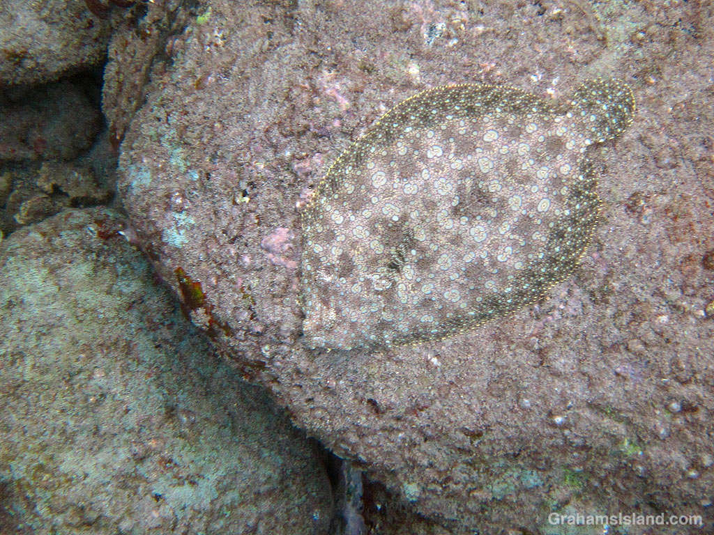 A Flowery Flounder on a rock in the waters off Hawaii