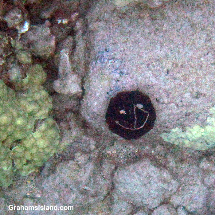A Happy looking collector urchin in the waters off Hawaii