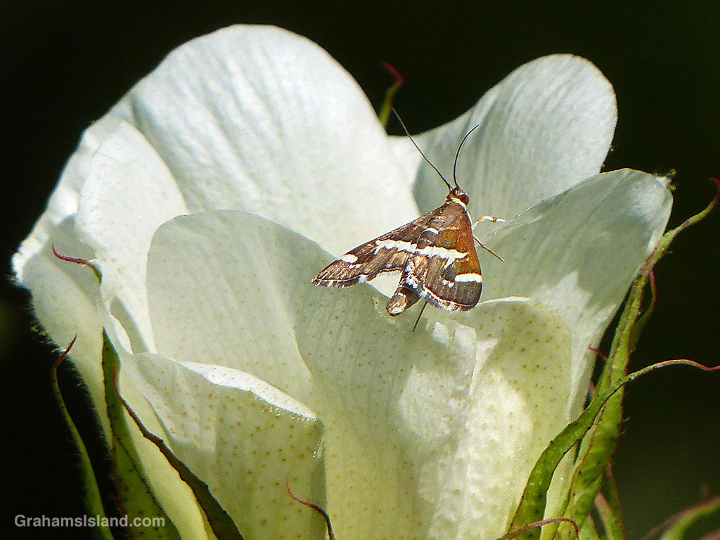 A Hawaiian beet webworm moth (spoladea recurvalis) in Hawaii