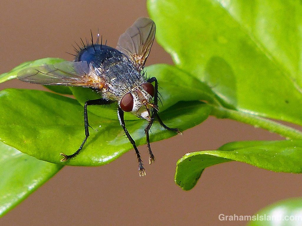 A Hornworm Tachnid Fly in Hawaii