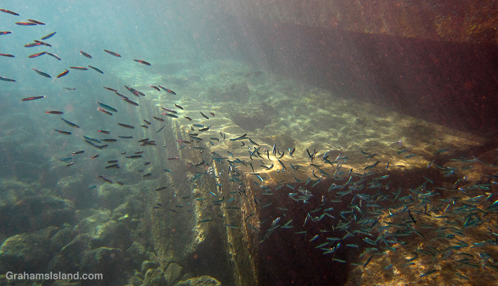 A shoal of Hawaiian Silversides in the waters off Hawaii