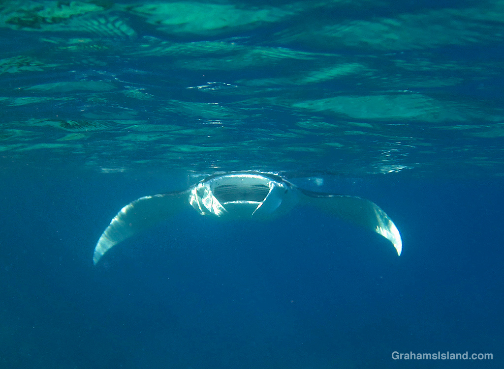 Head on view of a Manta Ray in the waters off Hawaii