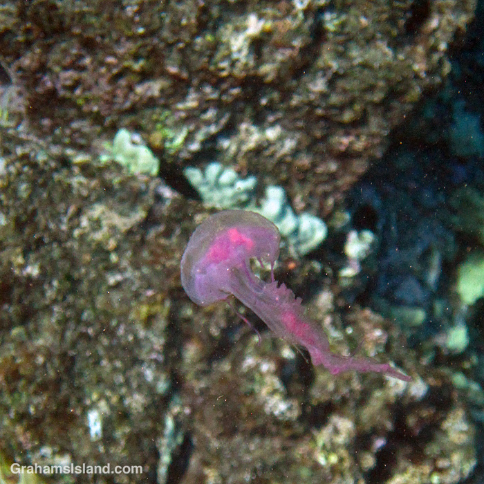 A Mauve Stinger Jellyfish in the waters off Hawaii