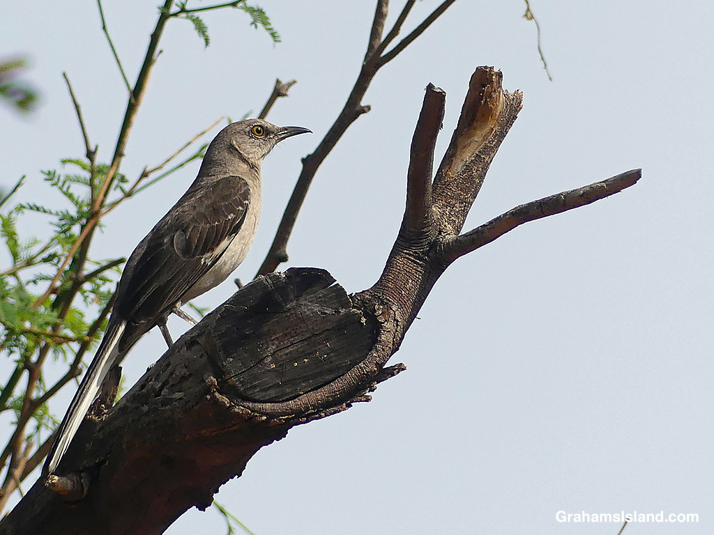 A Northern Mockingbird poses on a branch in Hawaii