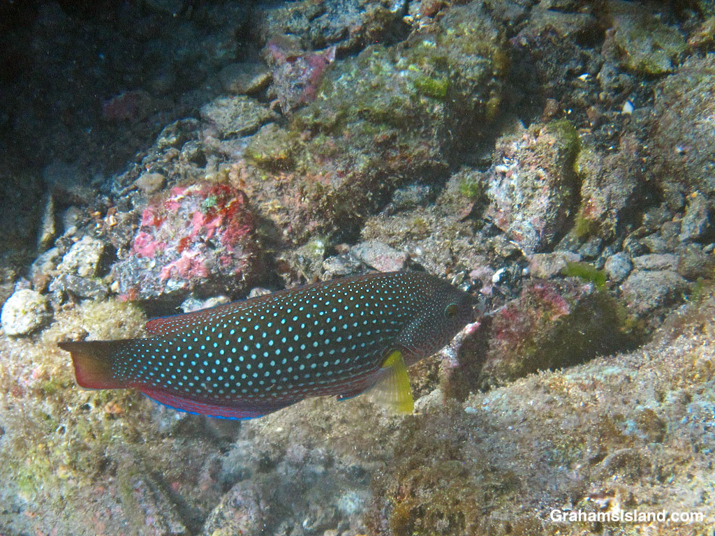 A female Pearl Wrasse in the waters off Hawaii