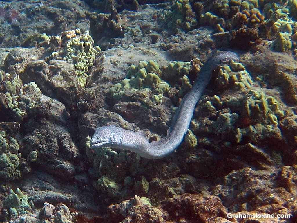 A Peppered Moray Eel in the waters off Hawaii