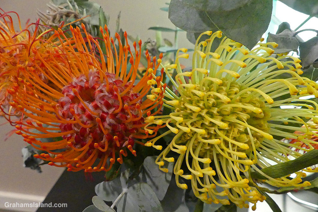 Pincushion proteas in Hawaii