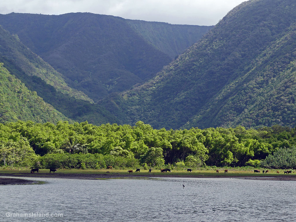 A view into Pololu Valley, Hawaii