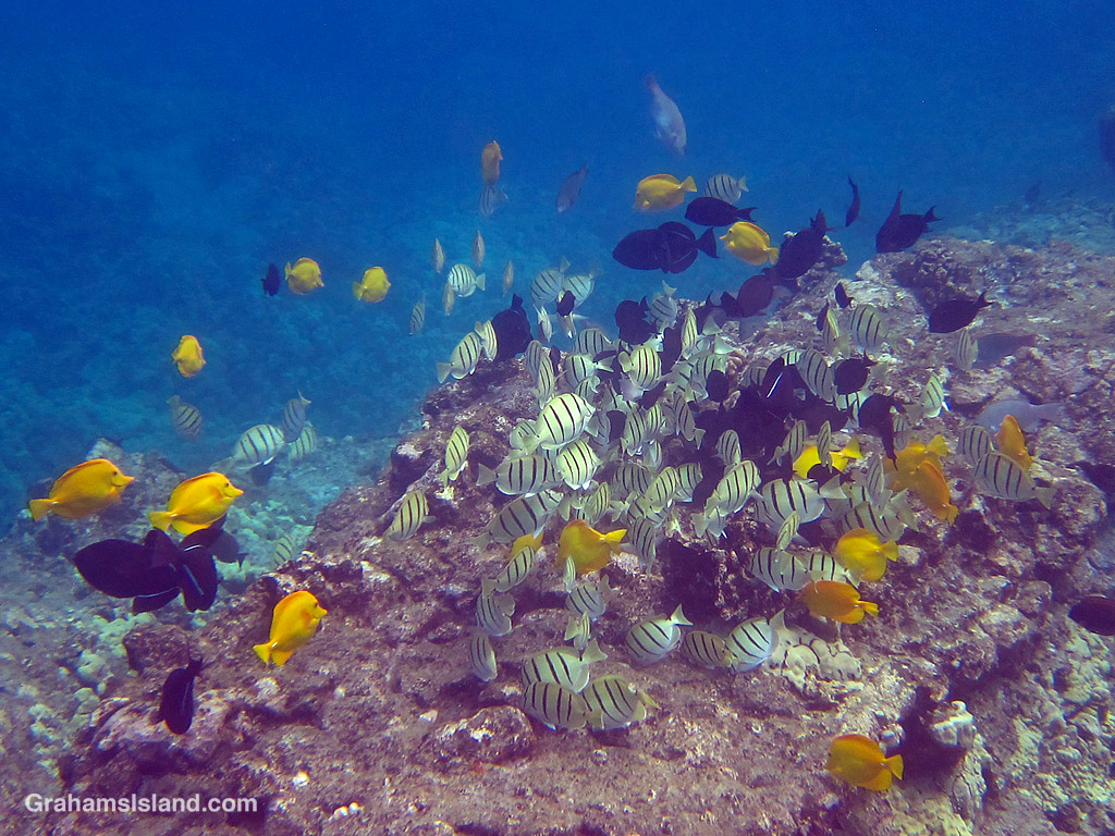 Reef fish in the waters off Hawaii