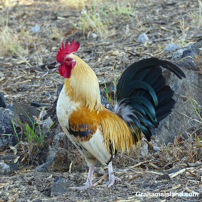 A rooster in Hawaii