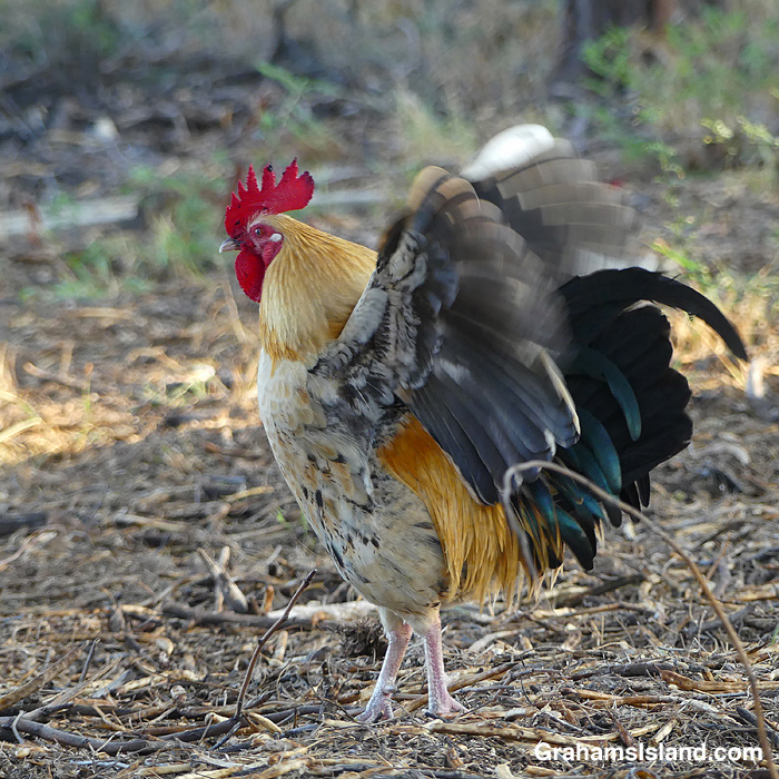A rooster flaps its wings in Hawaii