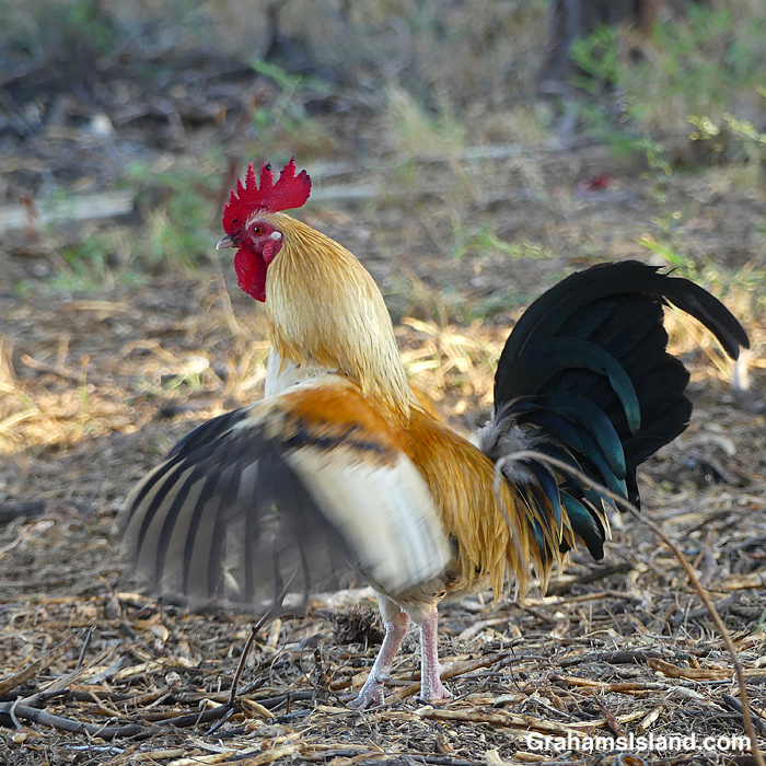 A rooster flaps its wings in Hawaii