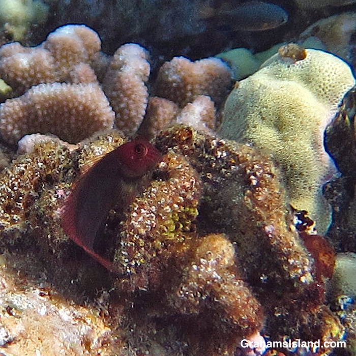 A Scarface Blenny in the waters off Hawaii
