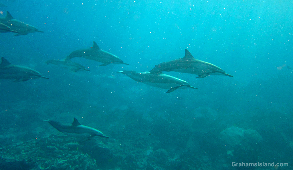 Spinner Dolphins in the waters off Hawaii